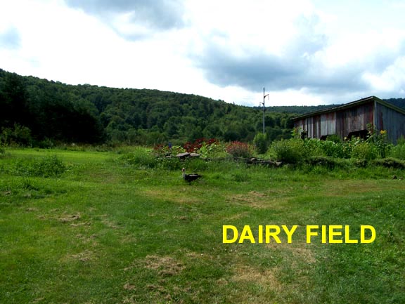 The DAIRY FIELD, Bloomville - NY